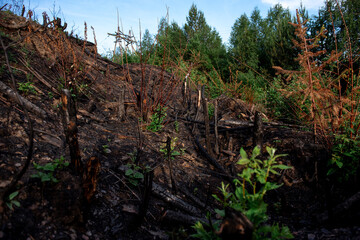 forest after fire