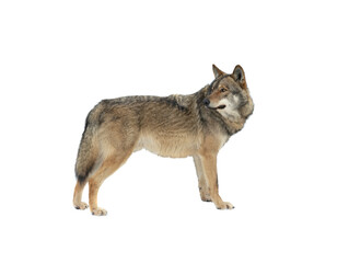 gray wolf looking to the side isolated on white background