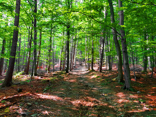 path in the forest.