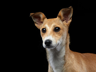 Dog on a black . Mix breed, nice puppy with big eyes