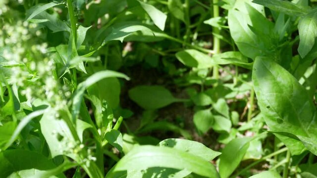 Woman plucks spinach leaves. Summer harvest of fresh green leaves. Home cultivation.