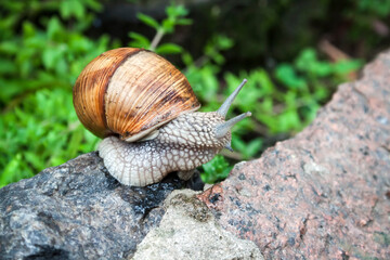 Burgundy snail (Helix pomatia) or escargot in natural environment
