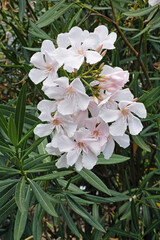 oleander, flowers and leaves