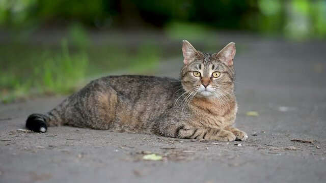 Worried cat looking back and suddenly turns head to the camera