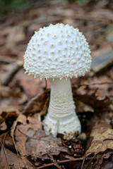 白くて大きなキノコ　ハラタケ　秋9月