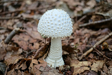 白くて大きなキノコ　ハラタケ　秋9月