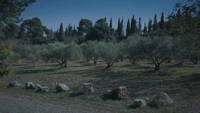 Olives trees in the Garden of Gethsemane, Jerusalem. Night to day transition