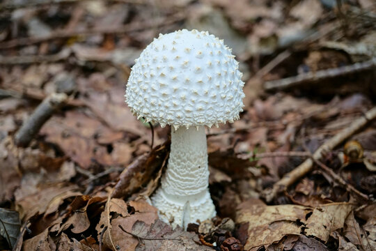 Bauchpilz Bilder Durchsuchen 1,708 Archivfotos, und