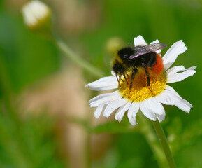 bee on a flower