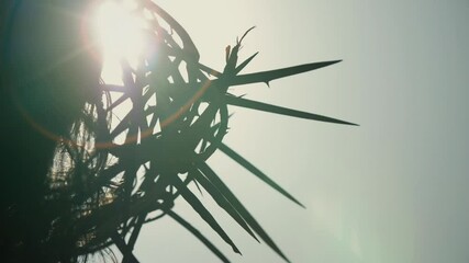 Dripping blood of Christ on a crown of thorns. Slow motion footage