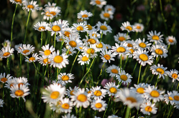 Fototapeta premium Beautiful chamomile field. Daisy flowers. Natural flowers background.