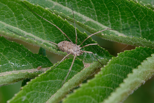 Harvestman (Phalangium opilio) on a leaf