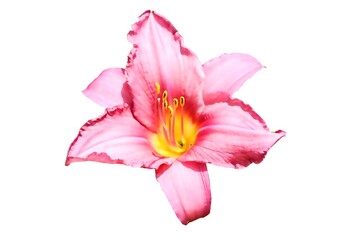 Obraz na płótnie Canvas lily flower isolated on white