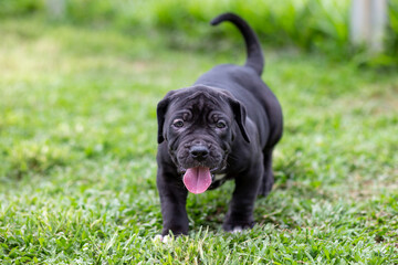 A cute black pitbull, less than a month old, walks freely on the wide lawn in the dog farm. Prolific, stout puppies need a lot of love and care.