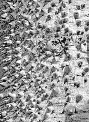 abstract thorny ceiba trunk texture 