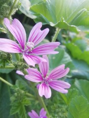 Fototapeta premium pink and white flowers