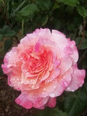 pink rose