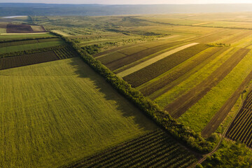 aerial view of Agricultural lands with vineyards. High quality 4k footage. Countryside Italy,...