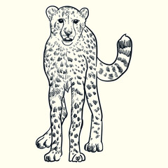 Vintage hand drawn front side cheetah