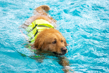 Corgi dog puppy play at the swimming pool