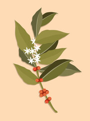 Coffee branch with leaves and berries. Flat cartoon style vector illustration