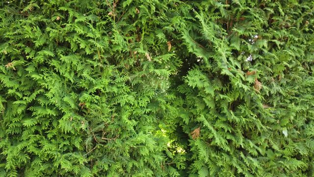 Thuja bushes. Shooting in the summer.
