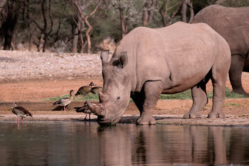 Obraz premium Portrait of a male bull white Rhino grazing in Etosha National park, Namibia. Wild african animals.