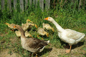 Couple of geese with small yellow goslings on a walk