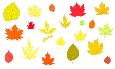 Fototapeta premium Set of simple autumn leaves. For the design of banners and postcards for the autumn holidays. Oktoberfest, Thanksgiving, Harvest Festival, Halloween.