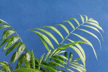 home potted palm tree branches against blue background, space for text
