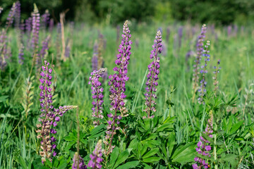 Obraz premium summer wild-growing blue-lilac lupine flowers with green leaves in the grass