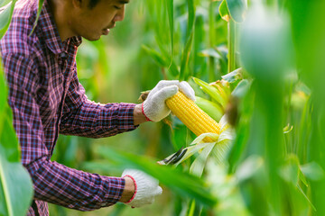 Man Asian farmer wearing a red plaid shirt and white gloves.using scissors to cut  yellow corn from  plant in garden.concept of harvesting agricultural products for sell to  market.