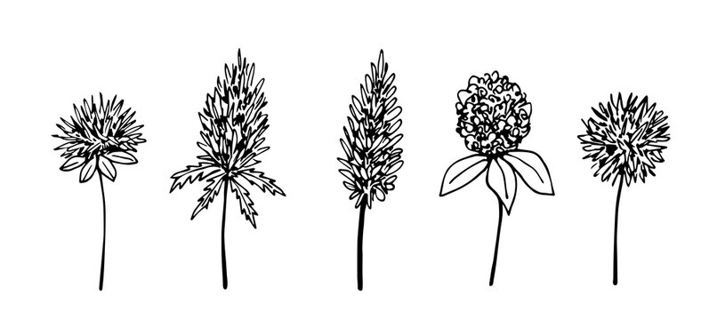 Hand-drawn vector drawing in engraving style. Set of inflorescences of thorny flowers, thistle. Wild field, steppe plants.