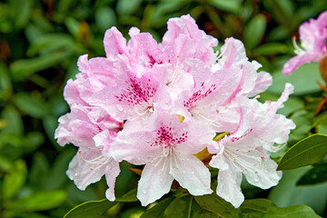 Blooming pink rhododendron bush with water drops after rain