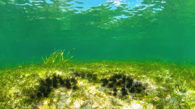 Sea urchins on the sandy bottom in clear crystal water. Sea urchin Echinothrix diadema.