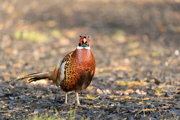 Magnificent male pheasant, one of the UK'S most colourful birds. Often bred for the shooting season but many escape and survive in the countryside