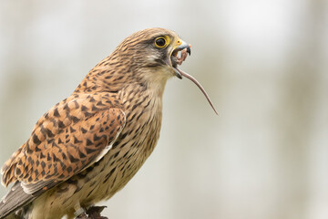 Captive rescued kestrel swallows down a mouse as a reward for a flying display. - obrazy, fototapety, plakaty