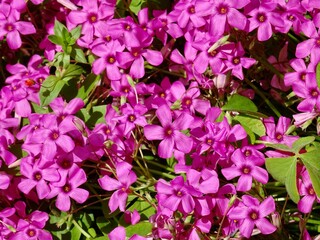pink flowers in a garden