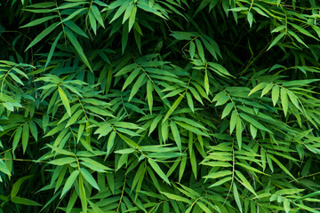 bamboo green leaves background, Natural green plants using as spring background cover page environment ecology or greenery wallpaper or backdrop, copy space text