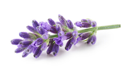 Lavender flowers isolated on white background