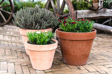 Closeup of three flower pots in vintage style on yellow brick paving for decoration design.