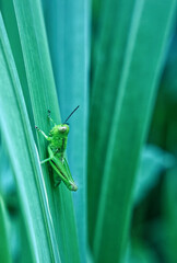 Green Garden Cricket on Gladiolus Leaf Blades in a Blue Hue