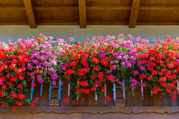 Fototapeta Flower decorated terrace of a house. Background of multiple flowers in balcony. obraz