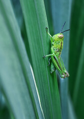 Green Garden Cricket on Gladiolus Leaf Blade Macro Deep Green