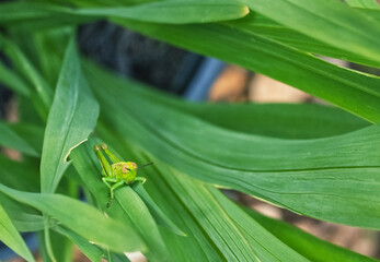Green Garden Cricket on Gladiolus Leaf Blades Close Up