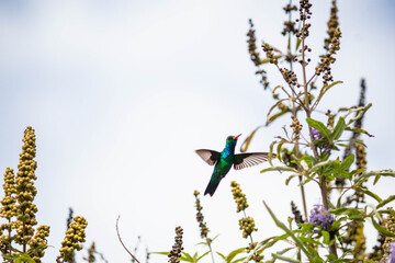 Beija-flor em Arembepe, Bahia, Brasil