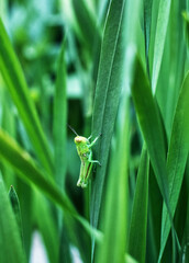 Green Garden Cricket Resting on Gladiolus Leaf Blades