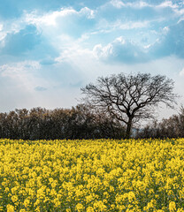 a tree with sunbeams and a slightly cloudy sky on a rape field