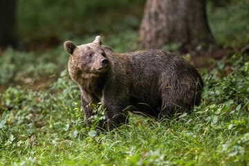 Brown bear, ursus arctos, standing in woodland in summertime nature. Large mammal observing in fresh forest in summer. Big predator looking in vivid wilderness.