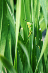 Green Garden Cricket Resting on Gladiolus Leaf Blades
